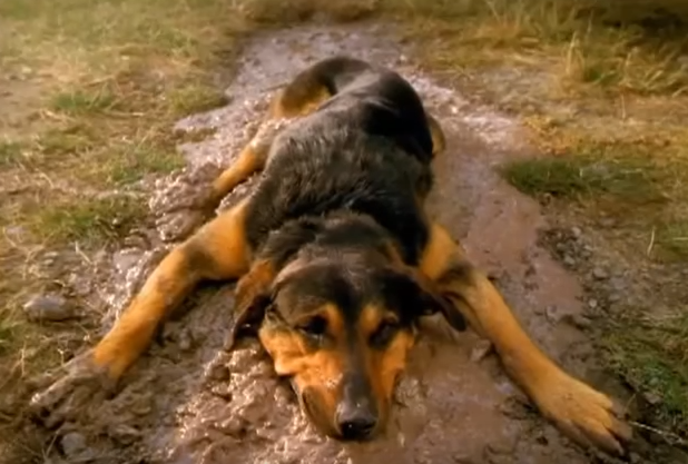 Bugger dog in mud
