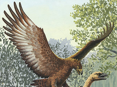 Haast Eagle attacking a Moa (artist rendition)