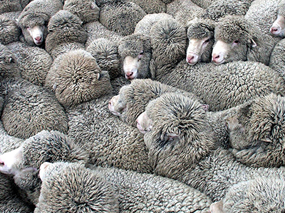 A Herd of Merino Sheep
