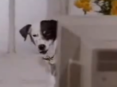 Jack Russel Terrier Dog on Telecom Ad